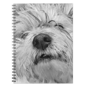 Carnet Chien de Coton de Tulear