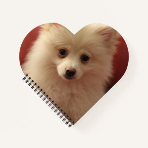 Carnet Chien de Poméranie mignon