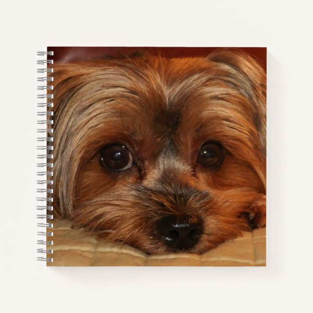 Carnet Chien de Terrier du Yorkshire (Devant)