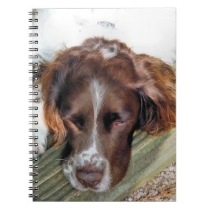 CARNET CHIEN ESPAGNOL