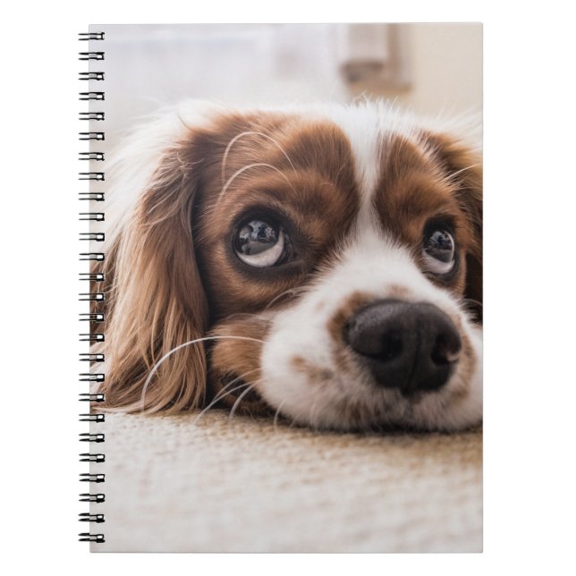 Carnet Chien Espagnol Coqueur Triste (Devant)