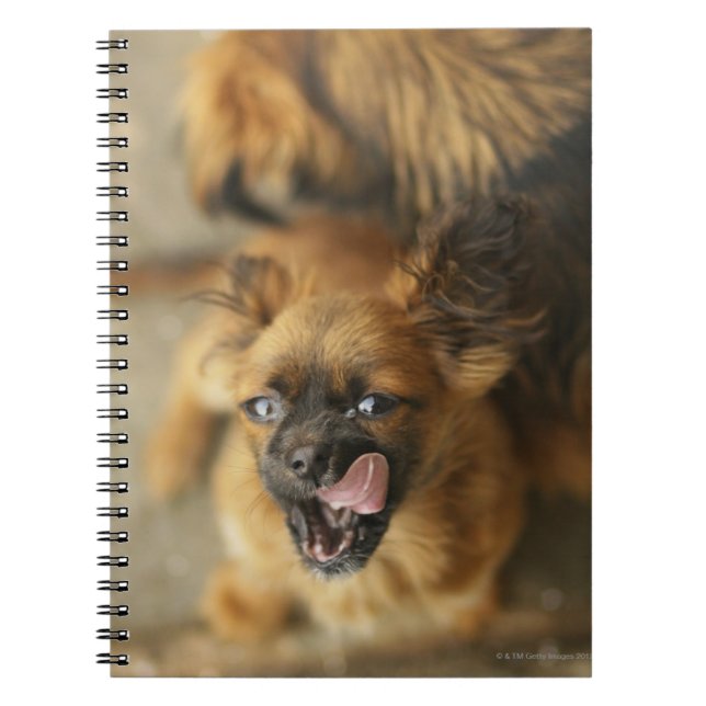 Carnet Chiens de Pekingese (Devant)