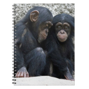 Carnet Chimpanzé002