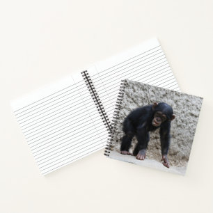 Carnet Chimpanzé 031