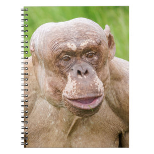 Carnet Chimpanzé sans cheveux