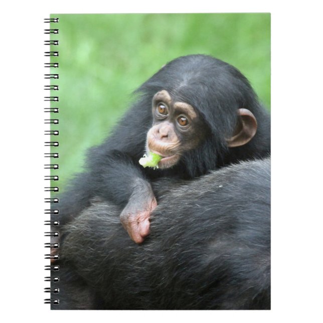 Carnet Chimpanzée 005 (Devant)