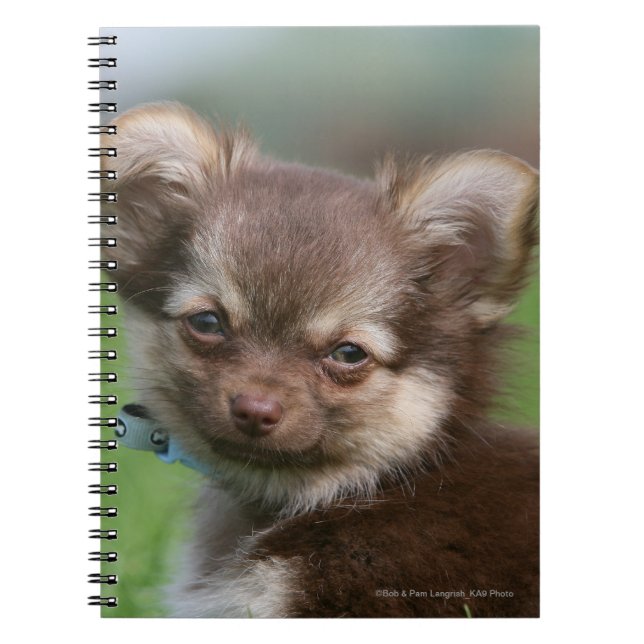 Carnet Chiot à cheveux longs de chiwawa regardant (Devant)