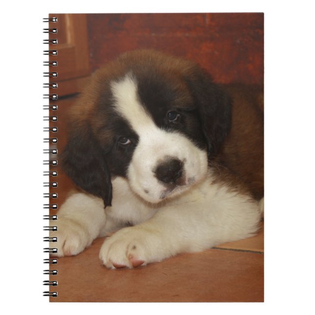 Carnet Chiot adorable et doux de St Bernard (Devant)