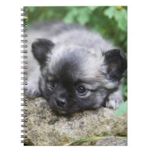 Carnet Chiot aux cheveux longs de chiwawa