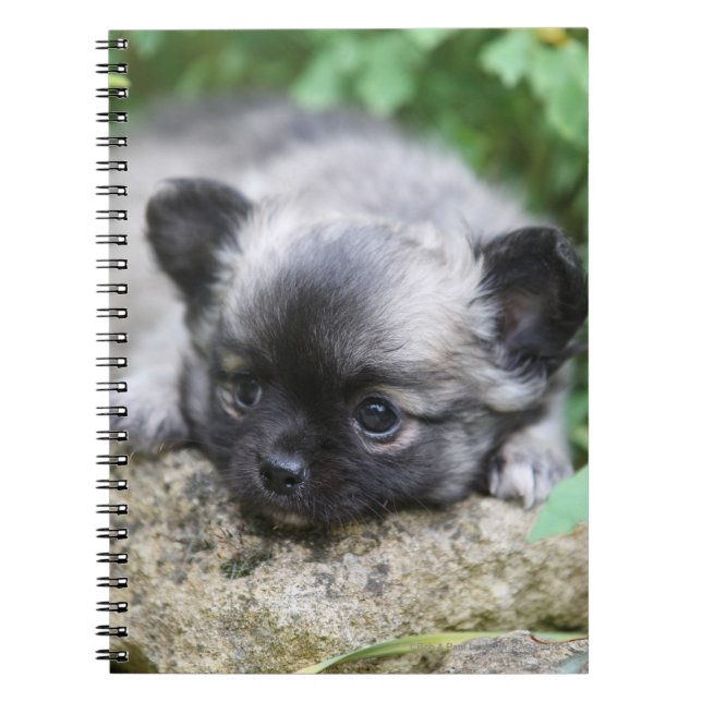 Carnet Chiot aux cheveux longs de chiwawa (Devant)