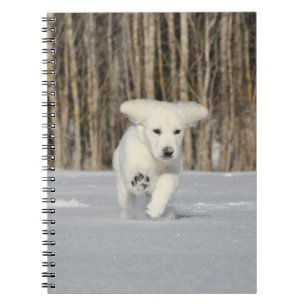 Carnet Chiot blanc Golden Retriever en neige