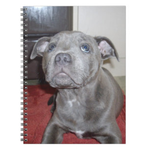 Carnet Chiot bleu Sooky Staffordshire Bull Terrier