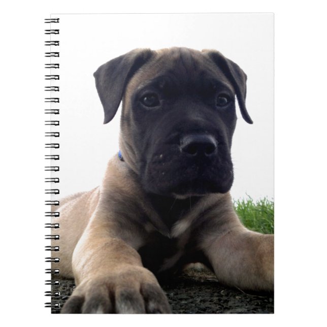 Carnet Chiot Bullmastiff (Devant)