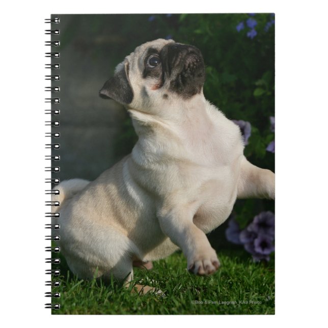 Carnet Chiot de carlin de faon (Devant)