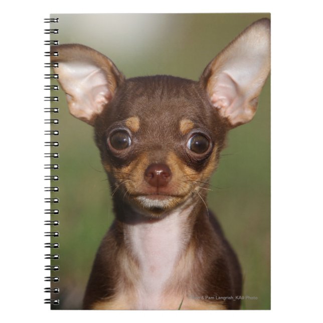 Carnet Chiot de chiwawa regardant l'appareil-photo (Devant)
