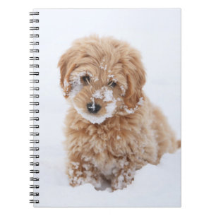 Carnet Chiot De Goldendoodle Avec La Neige À La Face