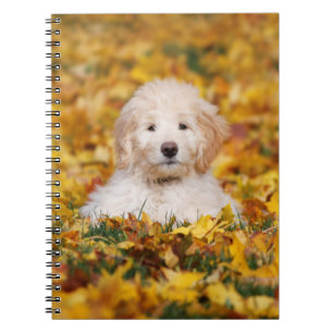 Carnet Chiot De Goldendoodle En Feuilles D'Automne