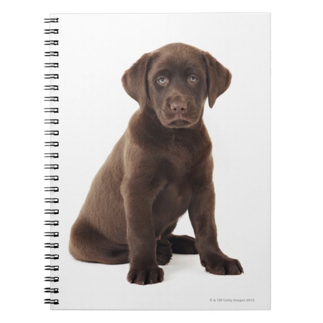 Carnet Chiot de labrador retriever de chocolat (Devant)