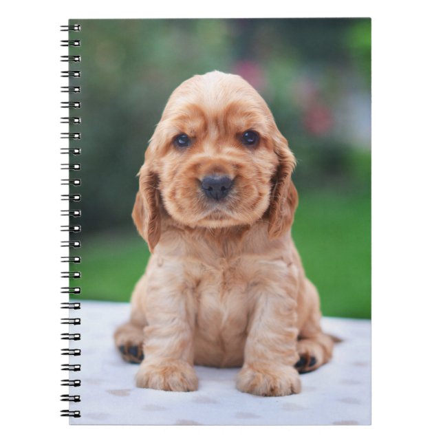 Carnet Chiot d'épagneul de Coker (Devant)