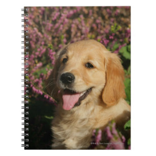 Carnet Chiot d'or de Retreiver