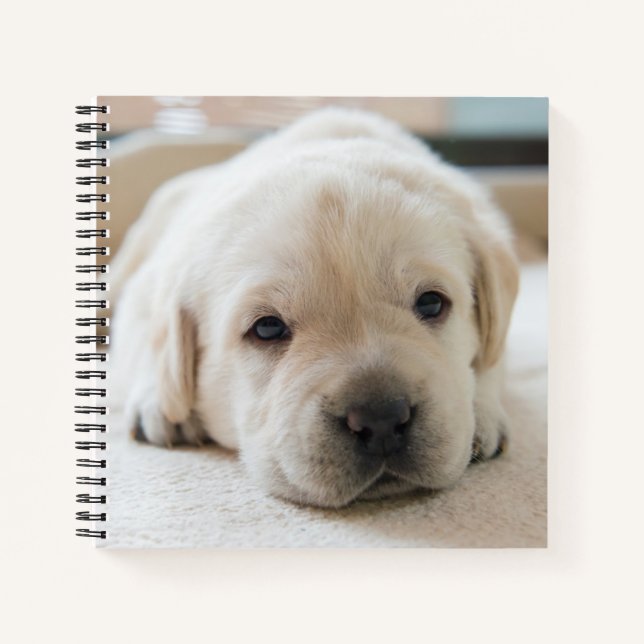 Carnet Chiot doré du Labrador doré (Devant)
