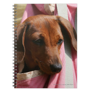 Carnet chiot miniature Lisse-haired de teckel