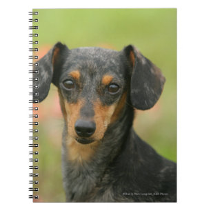 Carnet chiot miniature Lisse-haired de teckel regardant
