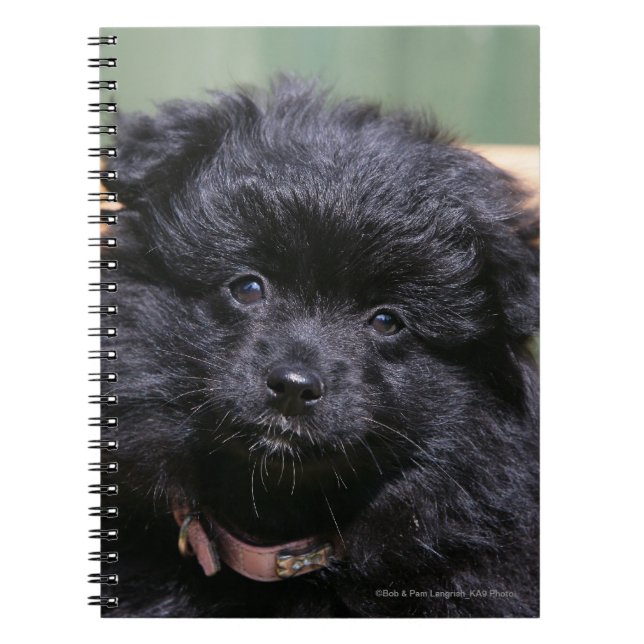 Carnet Chiot noir de Pomeranian (Devant)