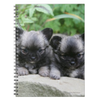 Chiots aux cheveux longs de chiwawa