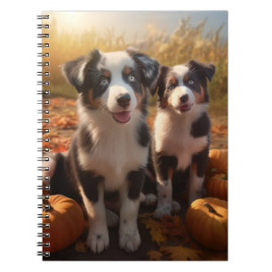 Carnet Chiots Berger Australien Délice d'Automne Citrouil