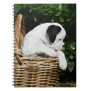 Carnet Chiots de boxeur dans le panier