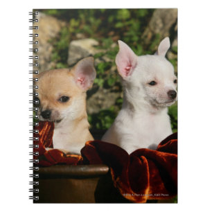 Carnet Chiots de chiwawa