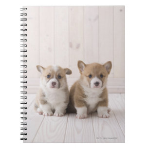 Carnet Chiots de corgi de Gallois