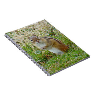 Carnet Chipmunk oriental