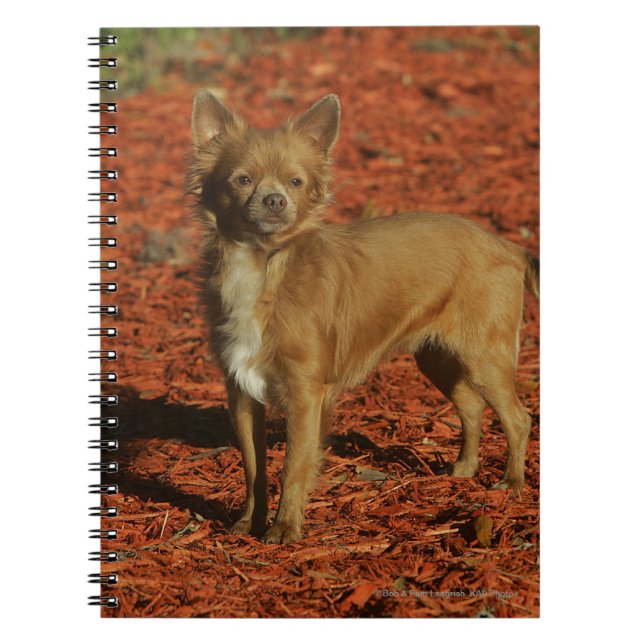 Carnet Chiwawa regardant l'appareil-photo (Devant)