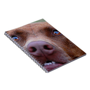 Carnet Chocolat Lab Pit Mélanger le nez de chien
