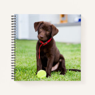 Carnet Chocolat Labrador Puppy Avec Tennis Ball