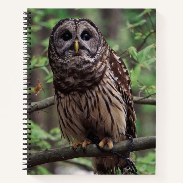 Carnet Chouette barrée (Devant)