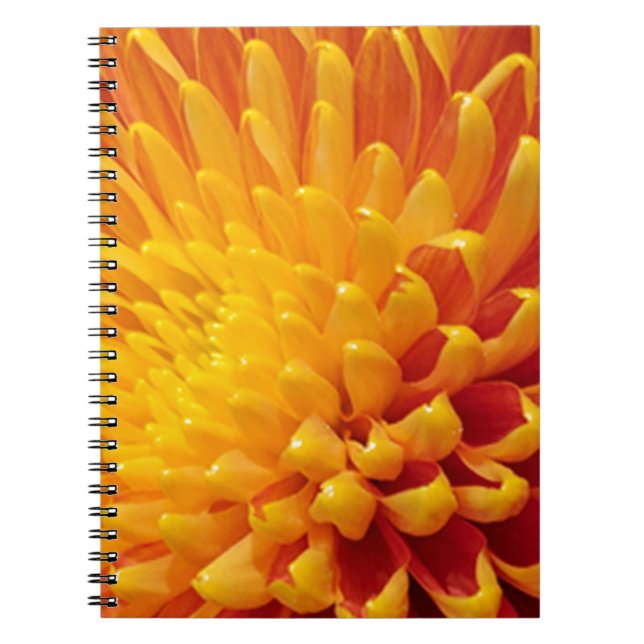 Carnet Chrysanthème jaune et orange (Devant)
