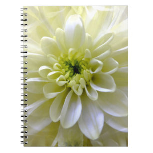 CARNET CHRYSANTHEMUM