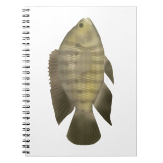 Carnet Cichlidé caméléon