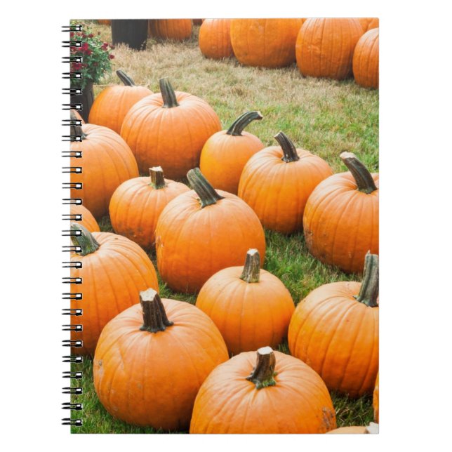 Carnet Citrouilles à vendre au marché d'un agriculteur (Devant)