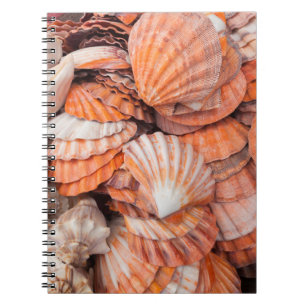 Carnet Clés de Floride, Key West, coquillages