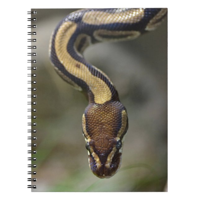 Carnet Closeup ball pythonCarte postale Carré Sticke (Devant)