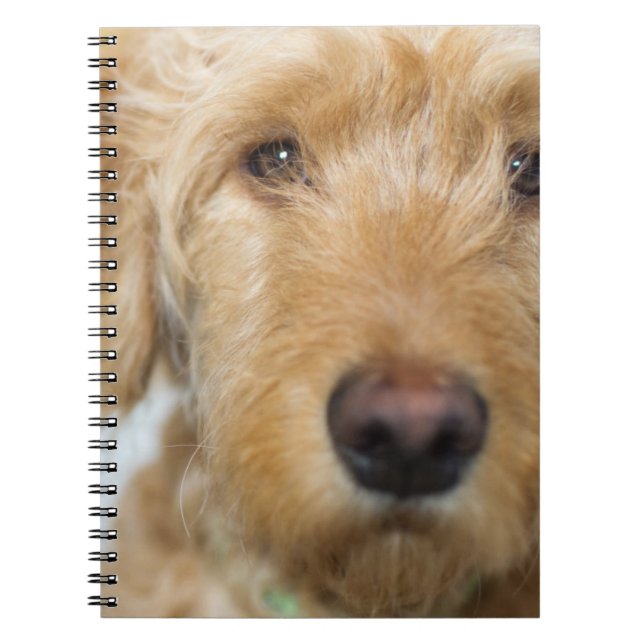 Carnet Closeup de Goldendoodle (Devant)