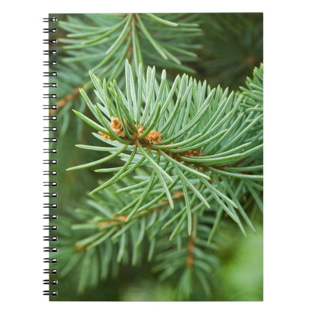 Carnet Closeuse de pin (Devant)