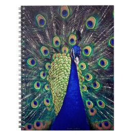 Carnet Cobalt Blue Peacock