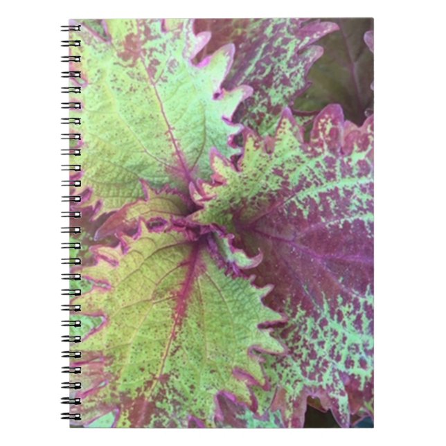 Carnet Coleus (Devant)