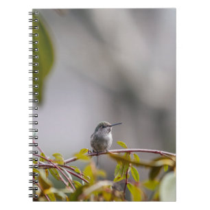 Carnet Colibri 3346