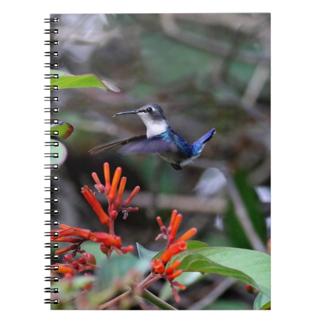 Carnet Colibri en vol et fleurs rouges (Devant)